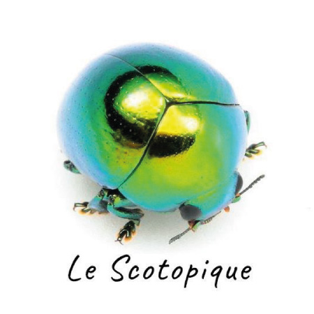 Logo Café Théâtre le Scotopique